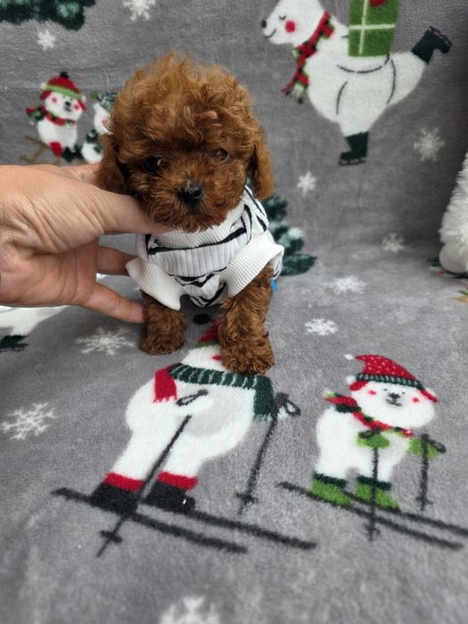 Тийкъп момче/ Tea cup/ с документ за произход