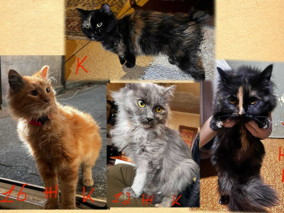 Спешно - Домашни котки се нуждаят от Приемен / Постоянен дом