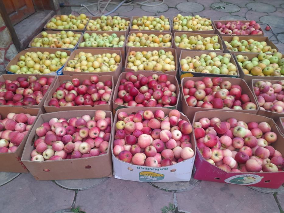 Vânzare mere de calitate – pentru consum și suc