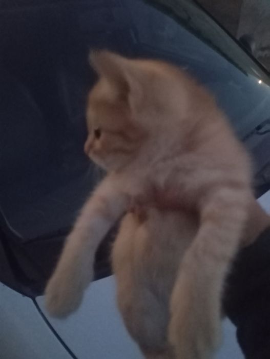 Котята 1,5месяцев