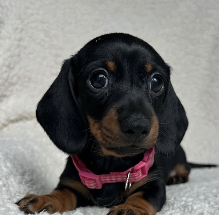 Fetita teckel superba