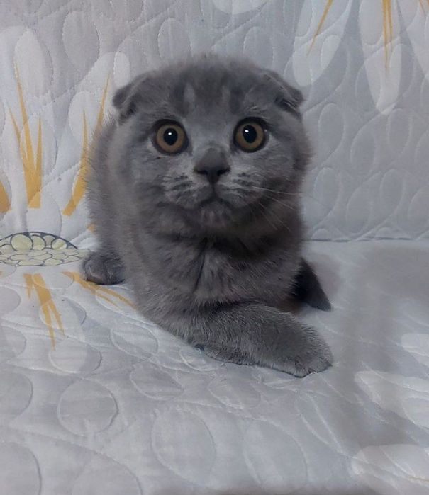 Мушукча сотилади