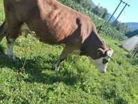 Vaca de vanzare 5 ani