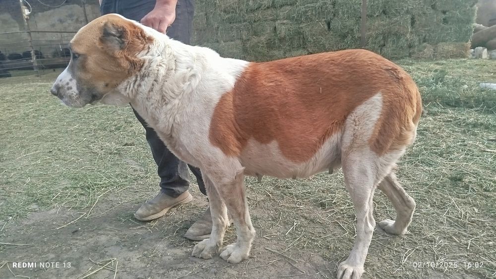 Alabay sotiladi juda baquvat