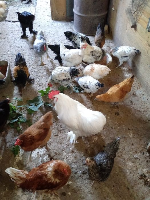 Продам молодых курей и петушков