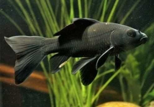 Обмен на черного карпа кои