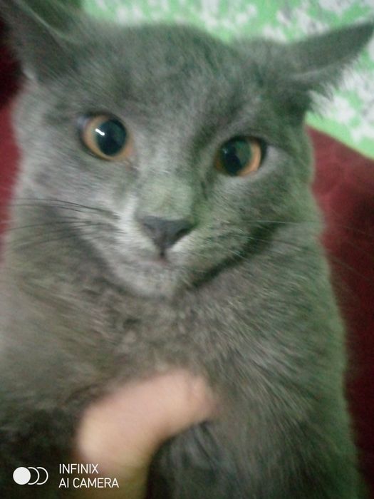 Mushuk sotiladi 400 000  ming soʻm