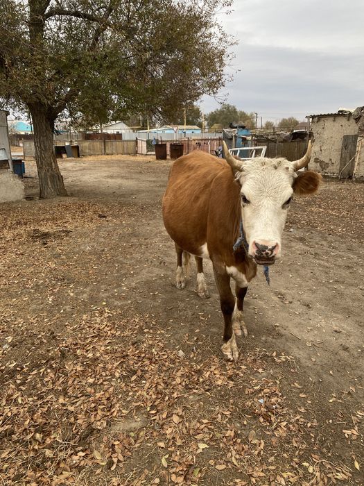 Аксайда тур мал деген
