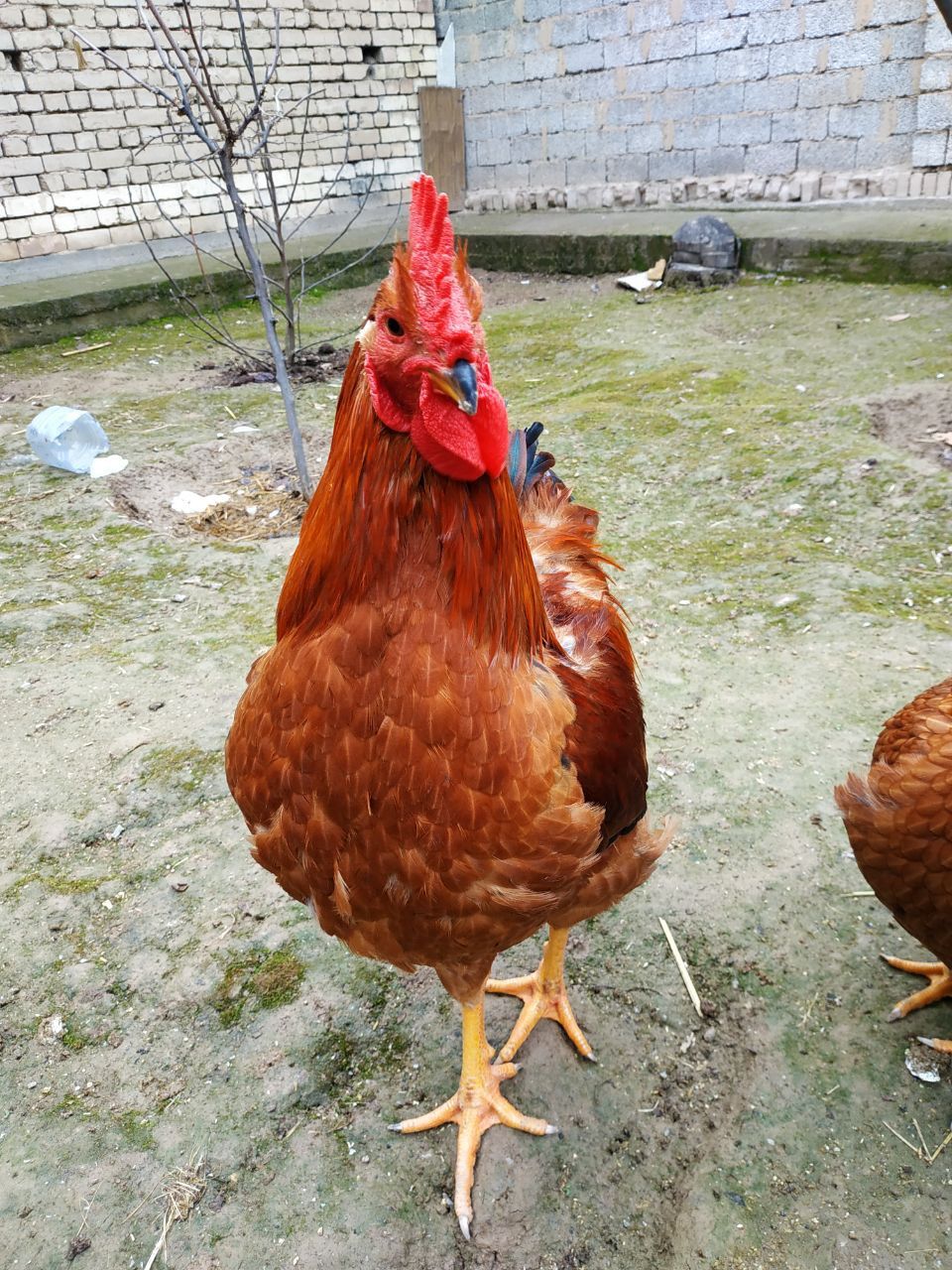 Xanxayp tuxumlari sotiladi