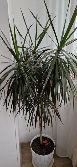 Planta exotica de apartament DRACENA