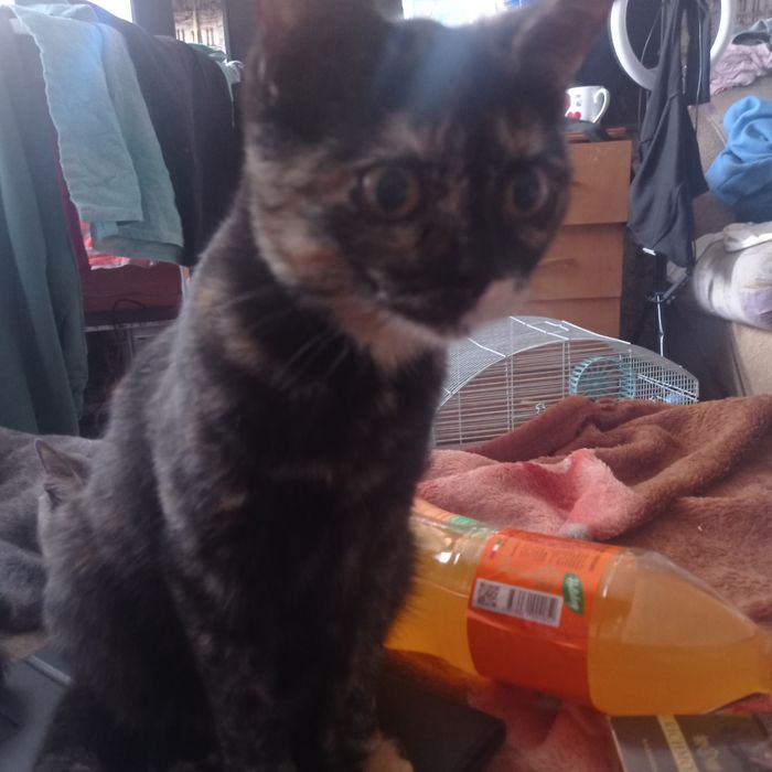 Отдам котят бесплатно