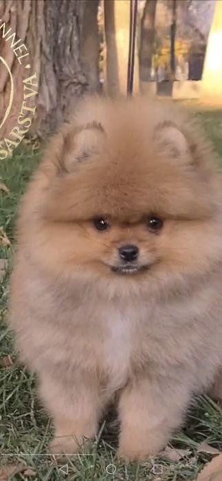 Продаётся шикарный померанский шпиц-плюшка.