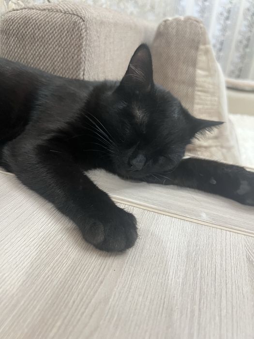 Отдам котенка в добрые руки