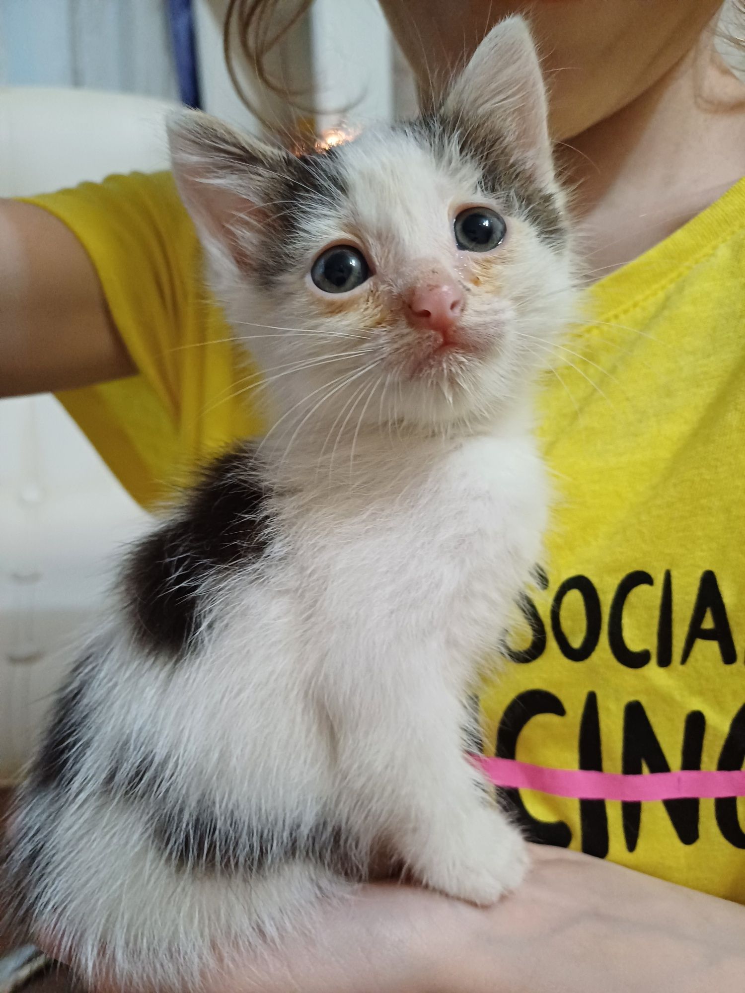 Котёнок в добрые руки
