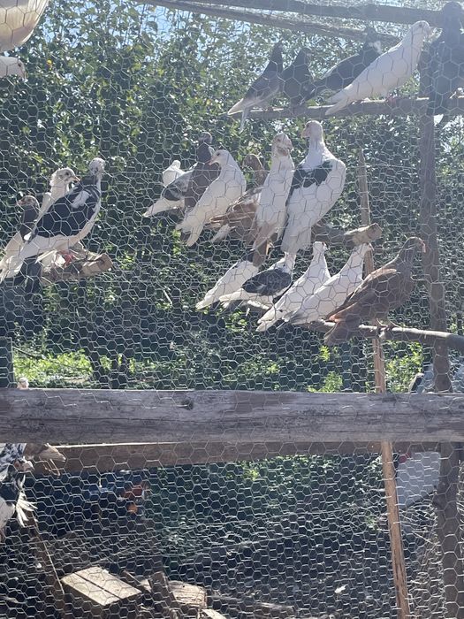 Vand schimb voiajori diferite culori