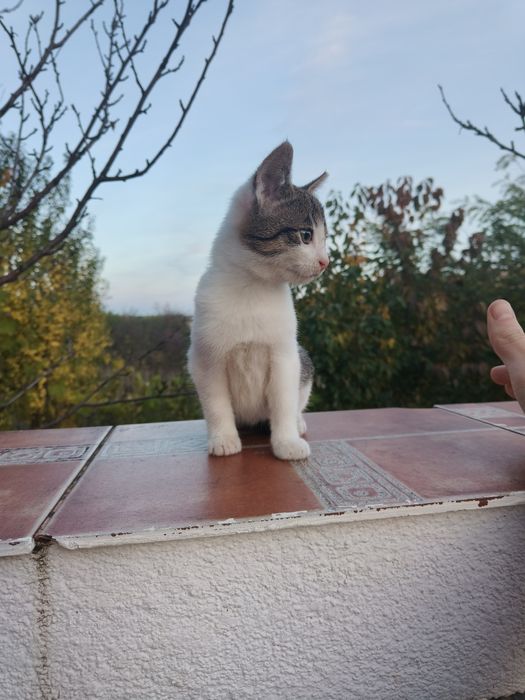 Dau pui de pisică!