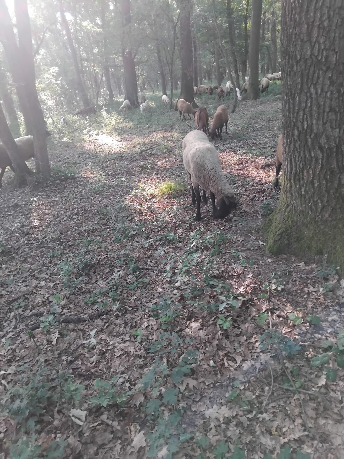 Oi carabasa de vânzare