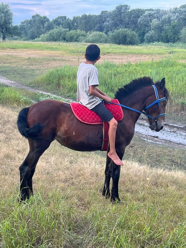 продается Тайга девочка