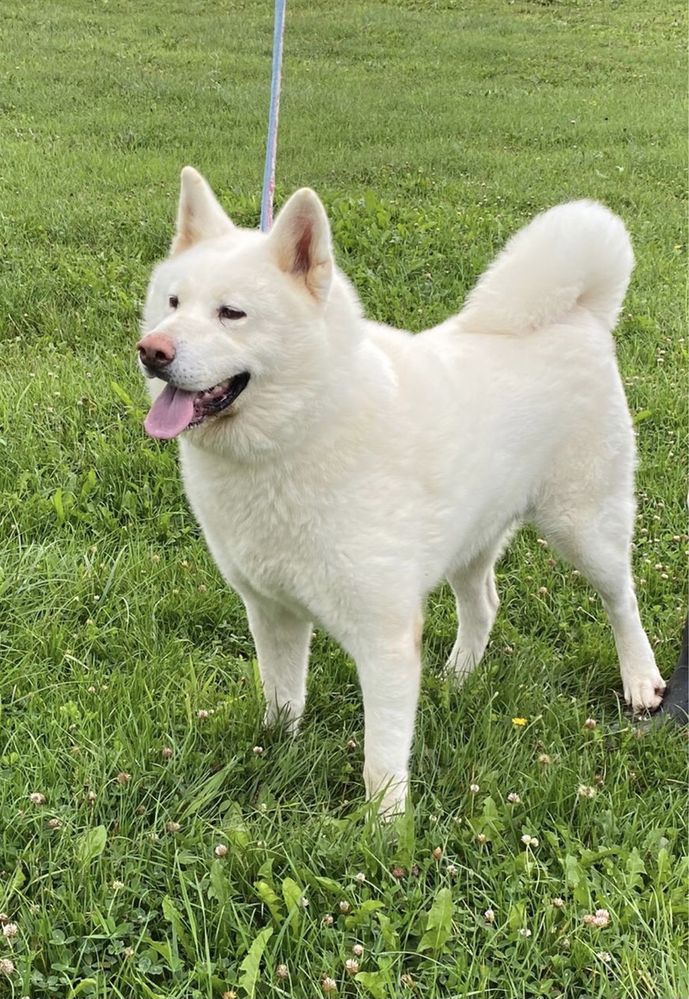 Femela Akita Inu