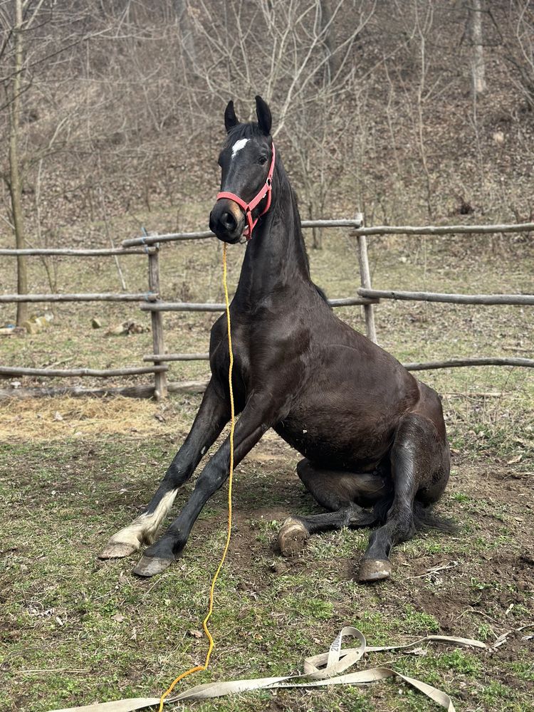 De vanzare ce se vede in poze