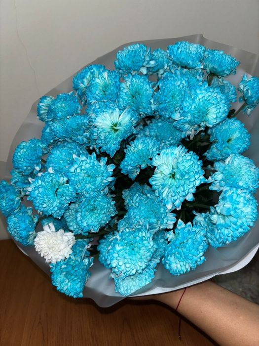 Синие хризантемы!!!Свежий,бүгін ғана келген!!!