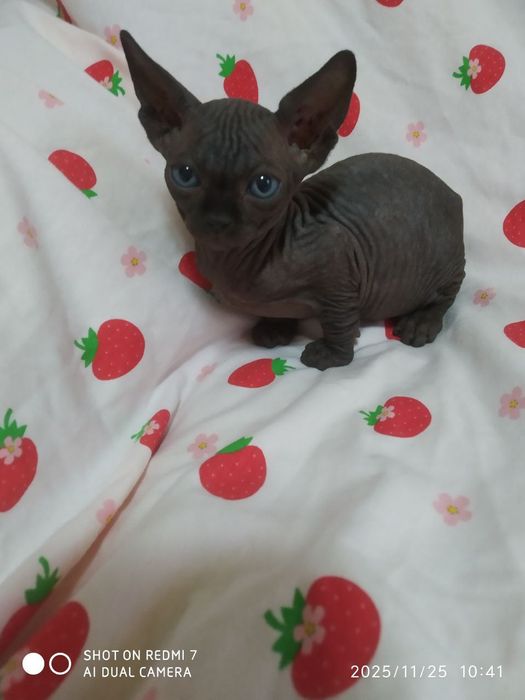 Канадский сфинкс бронирование