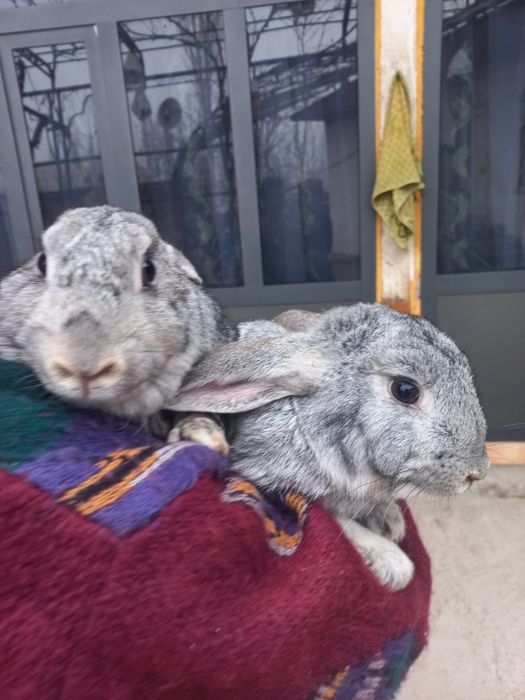 Uy quyonlari bejirim velikan