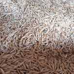 Vand ovaz din productia 2025.