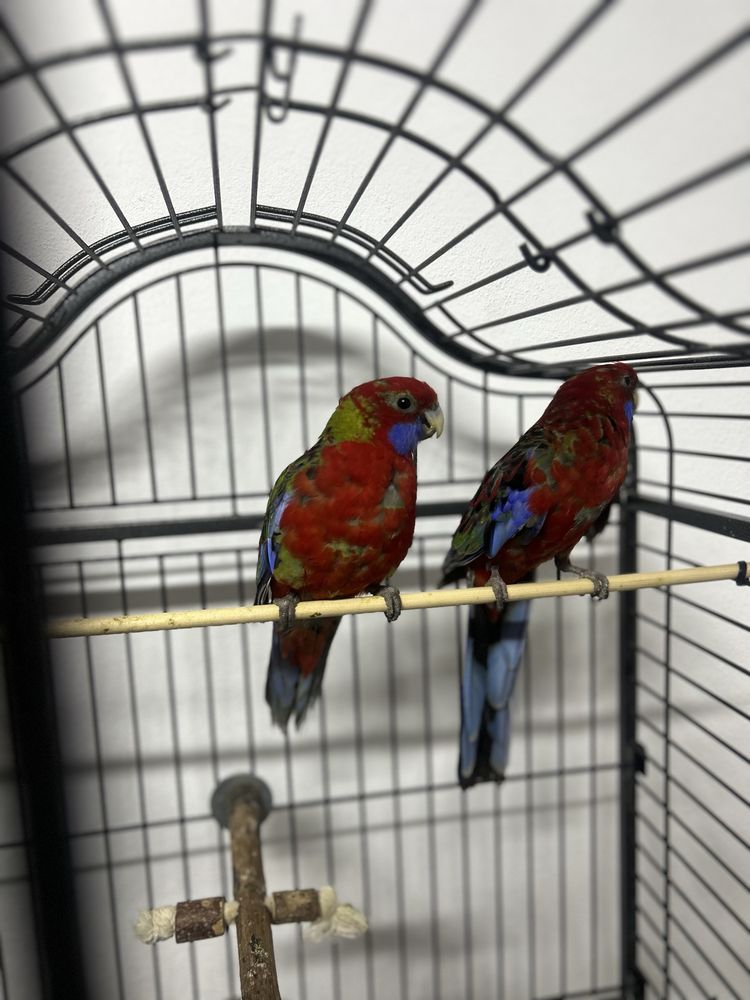 Papagali Rosella