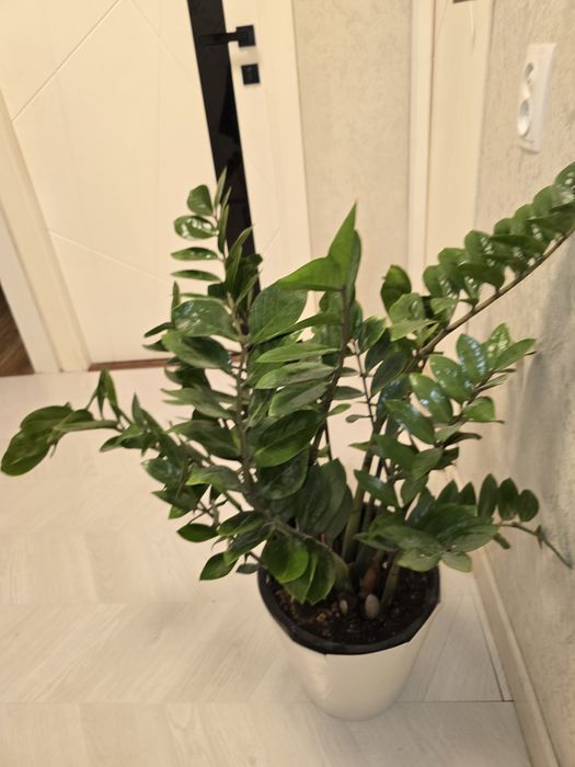 Цветы для дома и офиса