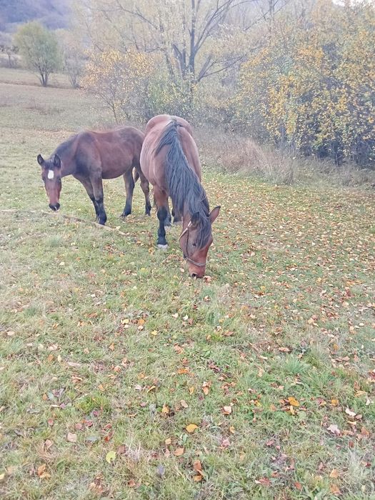 Iapa cu manz de vânzare