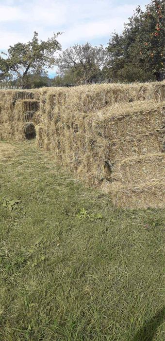 Baloți-fân-lucernă-otavă