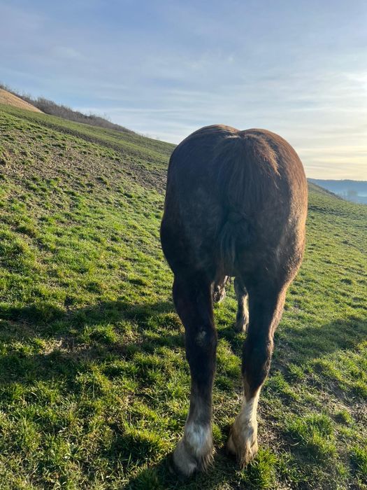 Vând iapă gestantă