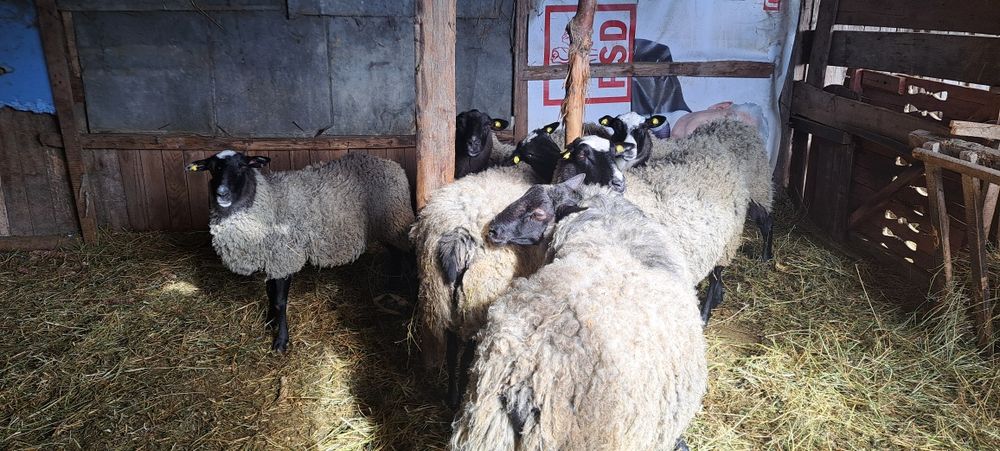 Berbecuț rasa romanov