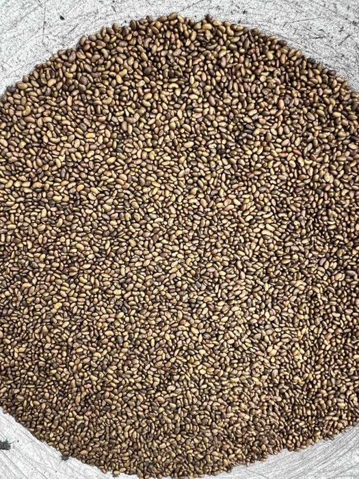 Магниченные семена люцерны – высшая чистота и эффективность