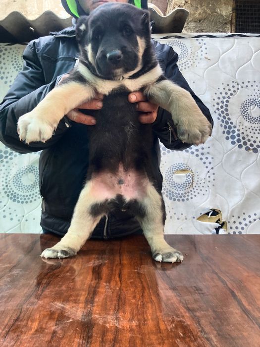 Щенок Туркменского Алабая ( Супер Гигант )