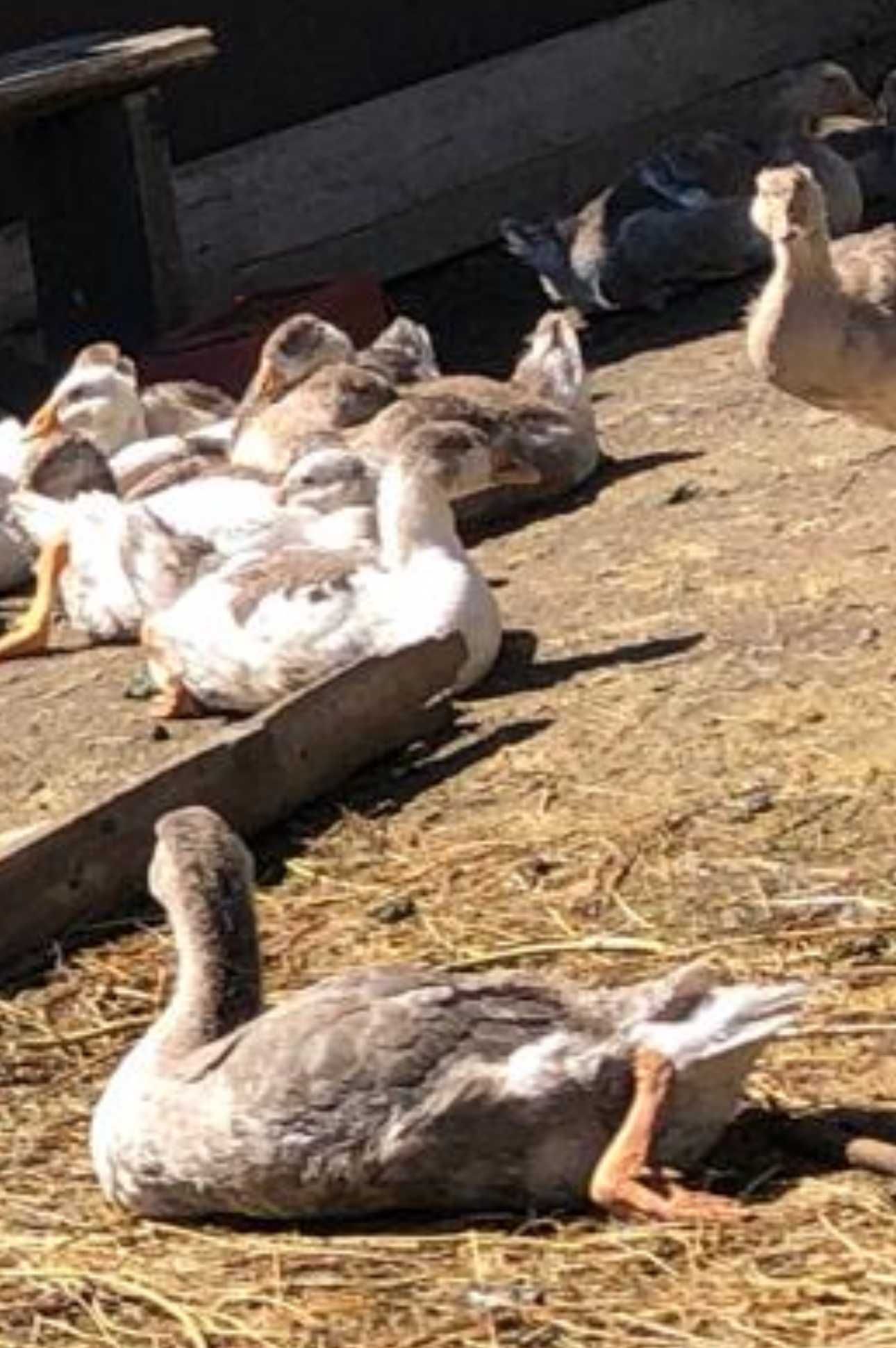 Продам гусей , гусят  разного возроста
