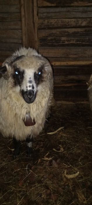 Vând două oi fătate