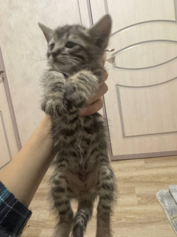 Кошка/кот/котёнок/домашний кот/mushuk/mushuk bolalari/mushukcha/mushum