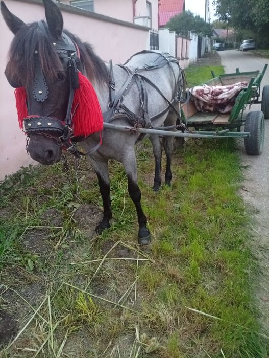 Vând mânză de 11 luni