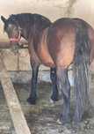2 manze de 2 ani 173 la graban 750k