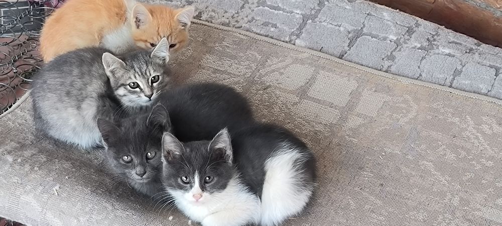 Котята продаются