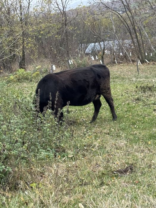 Vând vacă rasa angus