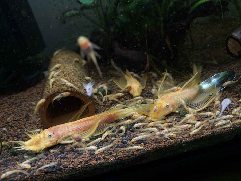 Vand pesti de acvariu ancistrusi l144 cu voalati