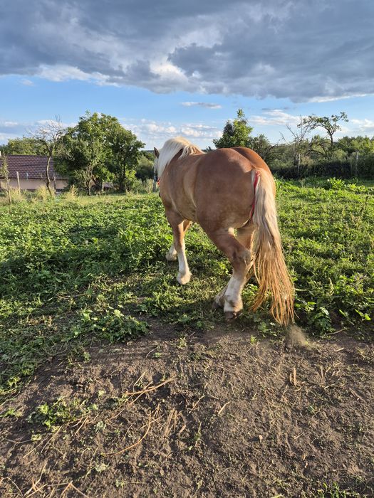 Vând armăsar de 2 ani