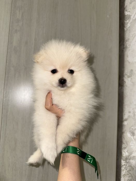 Щенки Померанского шпица — мини, от красивых родителей