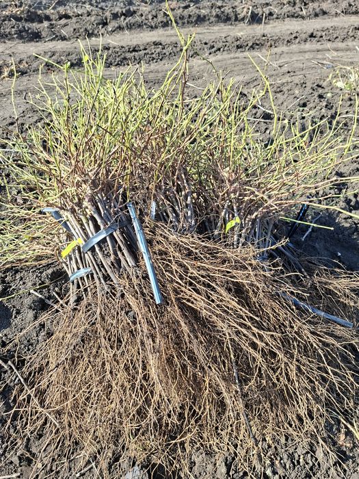 Viță de vie Altoita si Hibrida direct de la PRODUCĂTOR