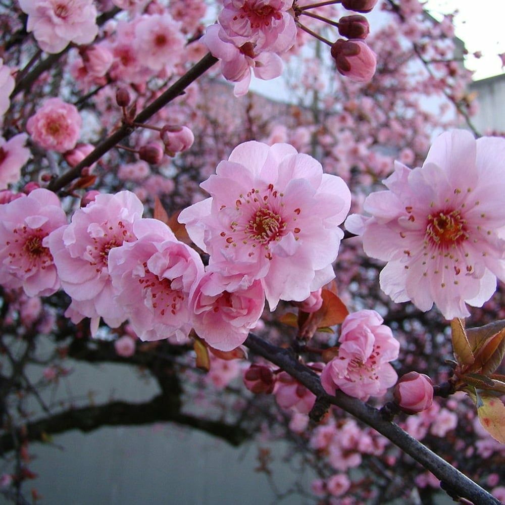 Prunus Nigra 150-180 cm