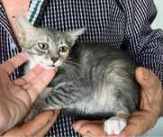 SABRINA, metis British Shorthair pui, gratuit