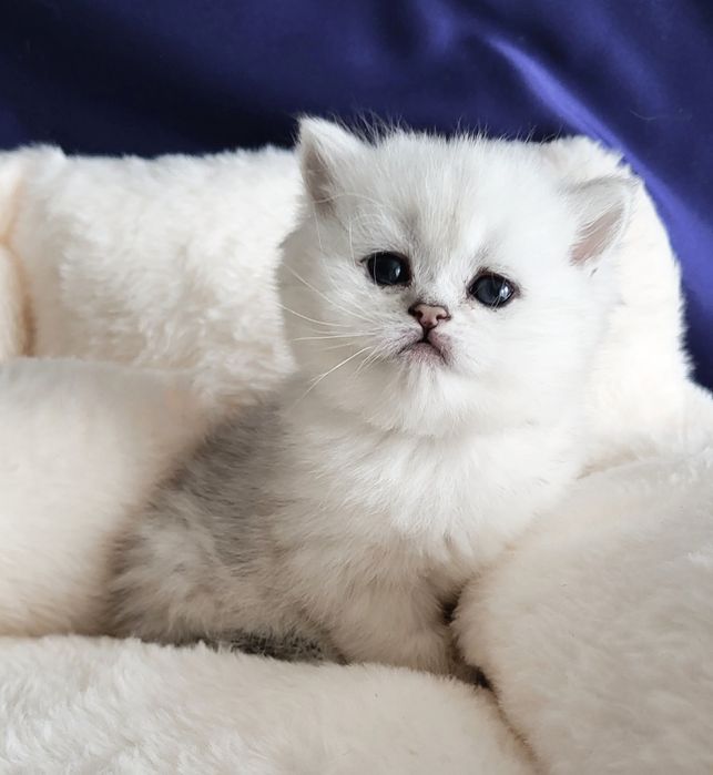 Серебристая шиншилла